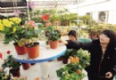 天津市各花市提前准备春节花市旺季的到来