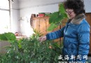 20年玉树罕见开花 花期可持续三 四个月
