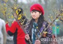 今年冬天来得早 成都腊梅提前开花 煞是好看