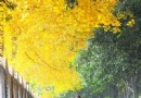 一条网帖留住一地银杏叶 政府注重人文精神
