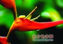 亚运——华南植物园 可观“富贵鸟”蝎尾蕉