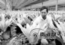 五指山的鸟巢蕨 为农民带来一条新的致富路