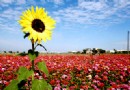 台湾——2009嘉义市花海节将于本月19日展开