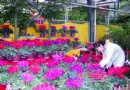 节日花开迎客来 花卉专家教您如何购花养花