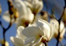 昆明：冬日“春城”洁白玉兰 鲜花盛放枝头