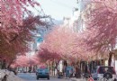 云南樱花竞相开放 为保山街头添靓丽风景线