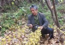 丰都一农民15年前栽种腊梅 15年后成摇钱树