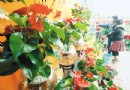 室内花草摆放——冬季摆放一些仙人掌可杀菌
