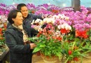 南京：各大花市年宵花销售火姹紫嫣红迎新春