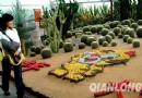 花卉大观园2.4米花卉仙人球“虎宝宝”闹春