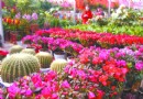 河南：焦作市花卉市场 备足货源迎春节高峰