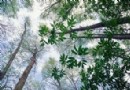 全球气候变暖树木生长速度达到两百年来最快
