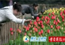 花卉园荷兰郁金香“受伤” 市民赏花请爱护