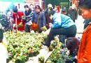 南坪街头观赏花卉遭市民哄抢 引起网友热议