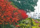 重庆主城86条大道花枝招展 繁花簇锦非常养眼