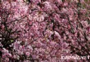 春来到 又到樱花烂漫时 各地景色浪漫宜人