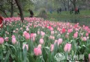 浙江：又到郁金香花展 太子湾——准备好了