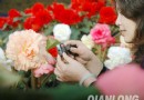北京：花卉大观园复色牡丹海棠首亮相醉游人