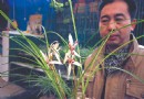 重庆：中国兰花博览会 10万发烧友痴狂为兰花