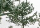 第32个植树节内蒙古要完成义务植树7100万株