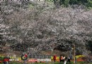 长沙：植物园 未来一周樱花将迎来最佳时期