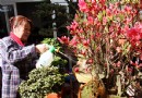 芜湖：花草市场春光无限 低碳概念深入人心