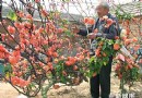 沂州人大批准将农民嫁接海棠作为沂州市市花