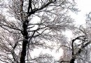 倒春寒的意外惊喜——华山春季奇现雪松景观