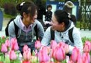 上海：由于今年低温持续带来郁金香最长花期