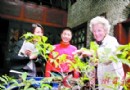 “友好使者”纯种广州月季 将“衣锦还乡”