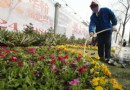 天津：塘沽开始春植 今年预计栽18万株植物
