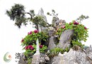 "假山牡丹"正盛开 欲挑战"最具观赏性的牡丹"