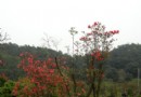 长兴花农欲投资1亿资金建最大的奇木收藏馆
