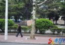 烟台有棵“人面树”“五官端正”惊赞似神仙