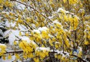 烟台：四月末一日两重天 迎春花傲雪美丽绽放