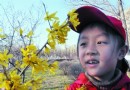 春天来到哈尔滨 气温上升 连翘花黄丁香待放
