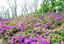 苏州：80万株杜鹃竞放6000亩主题湿地公园