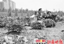 山西——晋城牡丹盛开迎客 幽香欲醉人迎笑