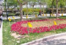 石家庄：绿地插上新武器“小黄旗”专治蚜虫