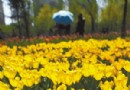 长春：娇艳郁金香热烈开放 等你快点来欣赏