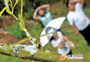 乌鲁木齐：度假村柳树“落泪” 原是白色蛀虫