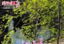 河北：野三坡白草畔六月上旬盛开“冰川杜鹃”