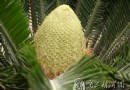 真稀罕！“六旬”盆栽铁树开了花 实属罕见