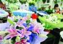 苏州：父亲节将至鲜花生意冷清主打品种未涨