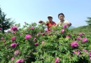 北京：妙峰山万富玫瑰谷 玫瑰花开致富花农