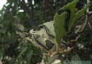 植物杀手：怪虫啃嚼栗树林 菟丝子绞杀行道树