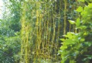 行道树上惊现“植物吸血鬼” 原来是菟丝子