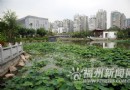 福州：盛开荷花重现茶亭公园 再续荷花情缘