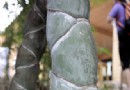 四川现“怪竹” 全身呈鱼鳞状 不长高不枯死