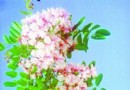 甘肃——天水成功繁育3000多株“天香槐”